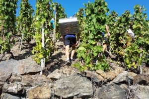 Domaine de Bonserine Vendanges en caisses