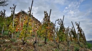 Domaine de Bonserine la Côte Blonde en automne et les vestiges de la tour de Garde